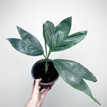 Chamaedorea Metallica Chamedora Palma P17