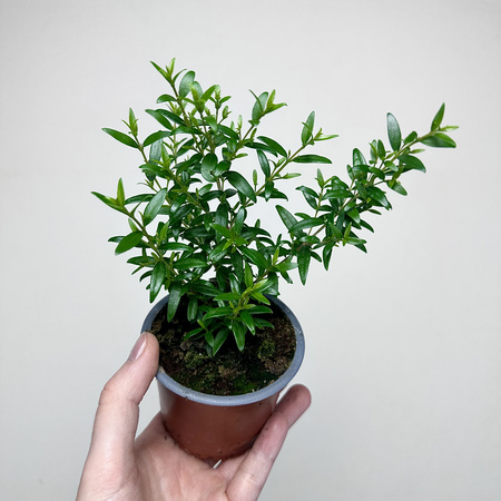 Mirt zwyczajny Myrtus P9