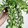 Aeschynanthus Twister Eszynanthus P9