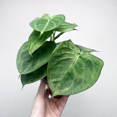 Syngonium Ice Frost Zroślicha P12