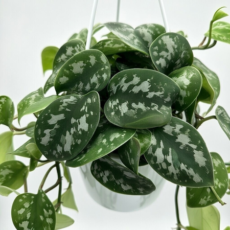 Scindapsus Pictus Argyraeus Scindapsus pstry P15 wisząca