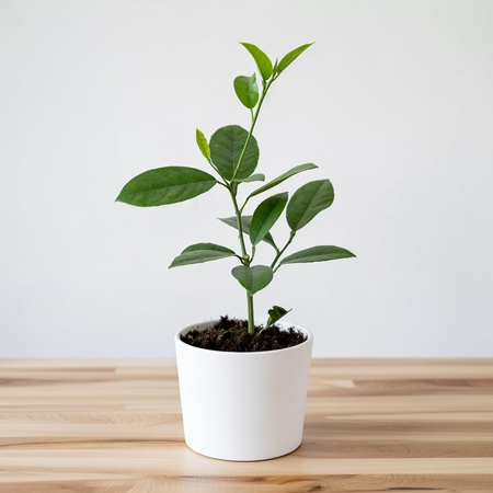 Cytryna Skierniewicka Cytrus