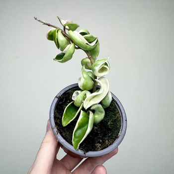 Hoya carnosa compacta Albomarginata Hoja P9