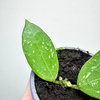 Hoya verticillata Hoja P9