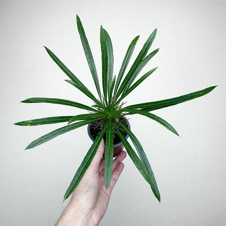 Pachypodium lamerei palma Madagaskaru P9