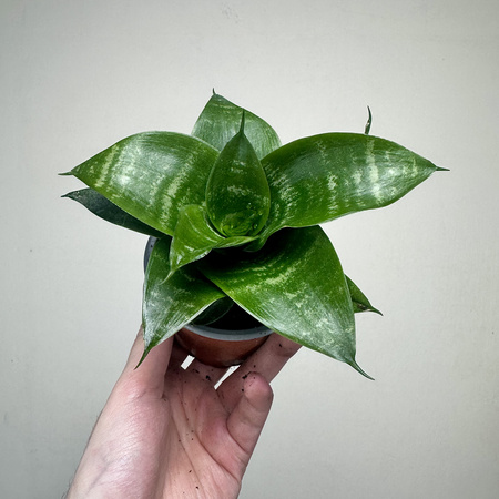 Sansewieria gwinejska Green Hahnii Sansevieria trifasciata P9