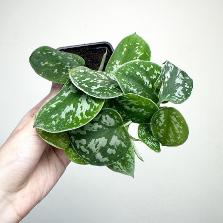 Scindapsus Pictus Argyraeus Scindapsus pstry P7