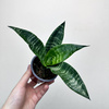 Sansewieria gwinejska Black Coral Sansevieria trifasciata