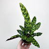 Calathea lancifolia Kalatea lancetolistna P9