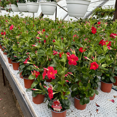 Mandevilla Sundaville Early Scarlet Dipladenia Czerwona na drabince