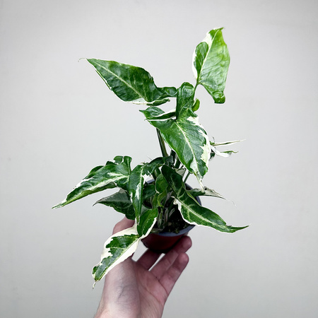 Syngonium T25 Zroślicha P9