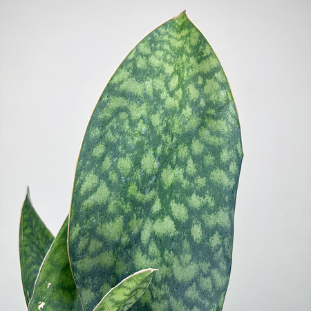 Sansevieria masoniana Sanseweria P12