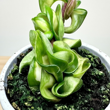 Hoya carnosa compacta Mauna Loa Hoja P9