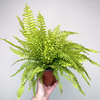 Paproć Nephrolepis Boston Blonde Nefrolepis wyniosły P12