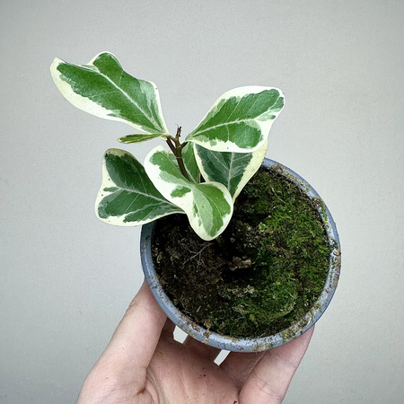 Fikus triangularis Sweetheart Ficus P9