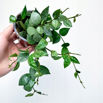 Hoya krohniana Eskimo Hoja P9