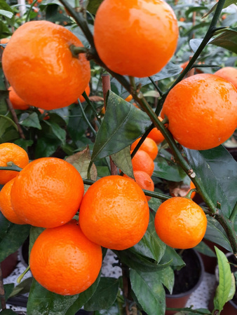 Mandarynka drzewko cytrusowe z owocami P17