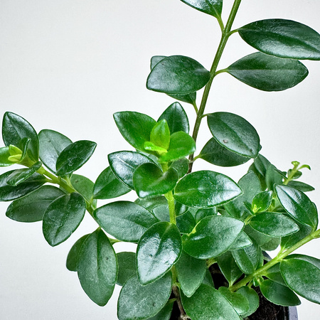 Hypocyrta Nagarbia Nematantus Całusek P9