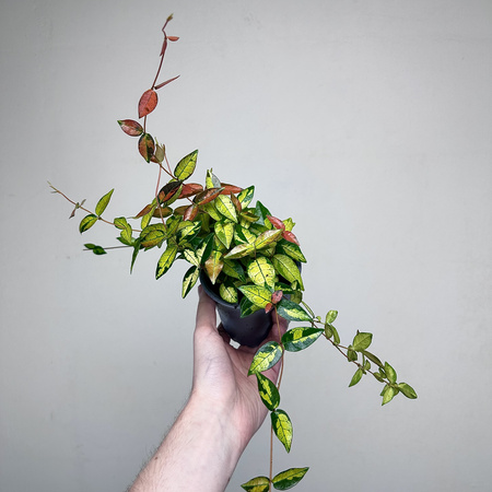 Jaśmin Azjatycki Summer Sunset Trachelospermum asiaticum P11