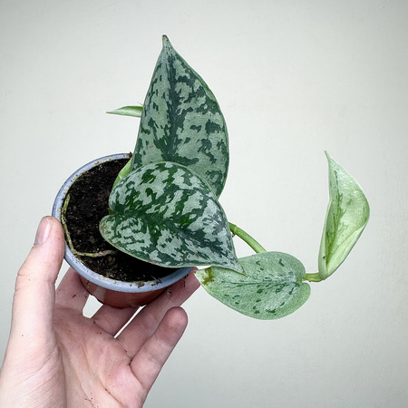 Scindapsus pictus Silver Lady P9
