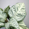 Aphelandra squarrosa White Wash Afelandra P9