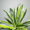 Dracaena fragrans Lemon Surprise Dracena P11