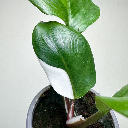 Philodendron White Knight Filodendron P9