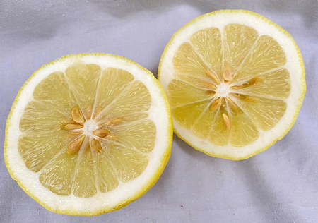 Cytryna Skierniewicka Cytrus z owocem