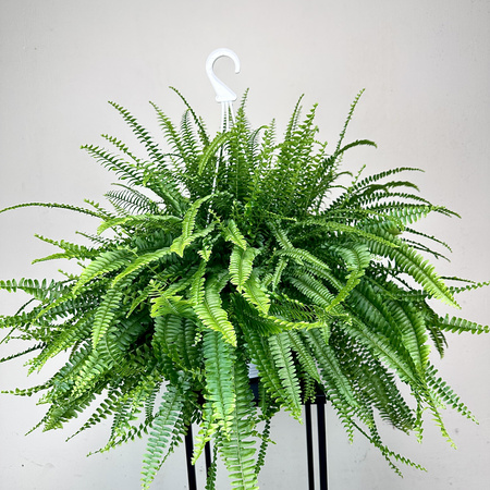 Paproć Green Lady Nephrolepis exaltata P22 wisząca