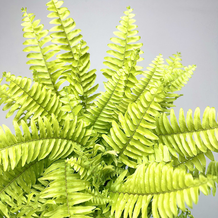 Paproć Nephrolepis Boston Blonde Nefrolepis wyniosły P12