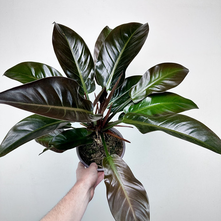 Philodendron Imperial Red Filodendron