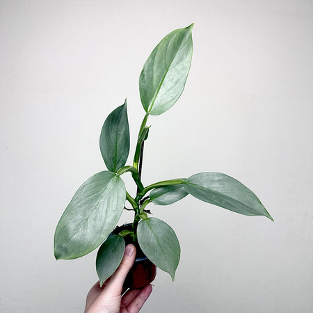 Philodendron Silver Queen Filodendron P9