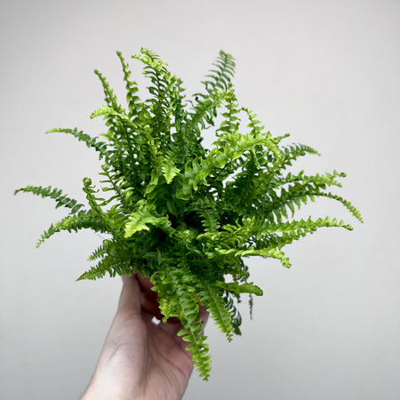 Paproć Green Lady Nephrolepis exaltata P9