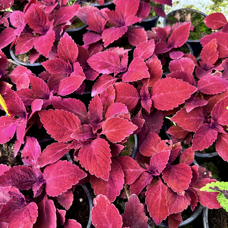 Coleus Rediculous Koleus Czerwony Pokrzywka Ozdobna