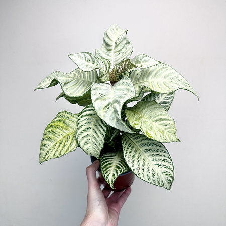 Aphelandra squarrosa White Wash Afelandra P12