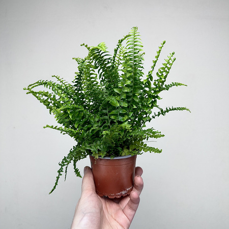 Paproć Green Lady Nephrolepis exaltata P9