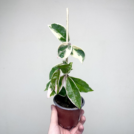 Hoya Carnosa Krimson Queen Hoja P9