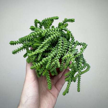 Crassula Sally Sawtooth P9