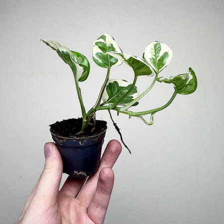 Epipremnum N'Joy P6