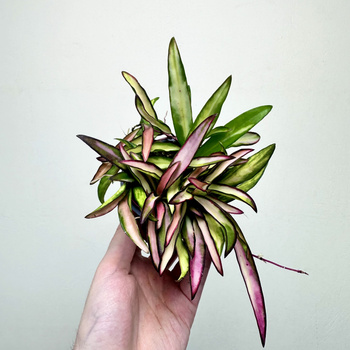 Hoya wayetii Tricolor Hoja P9