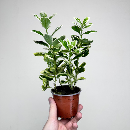 Trzmielina Euonymus biało-zielona P9