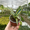 Agave Variegata Agawa P9