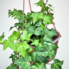 Hedera helix bluszcz zielony P17 wisząca