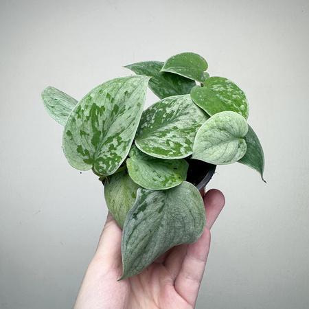 Scindapsus pictus Silver Ann Scindapsus pstry P9