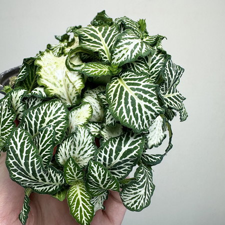 Fittonia Fitonia biało-zielona