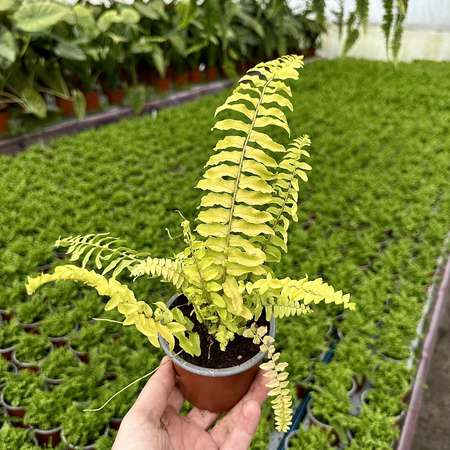 Paproć Nephrolepis Boston Blonde Nefrolepis wyniosły P9