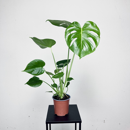 Monstera deliciosa Tauerii Dziurawa P14
