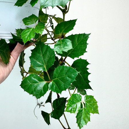 Cissus rombolistny P17 wisząca