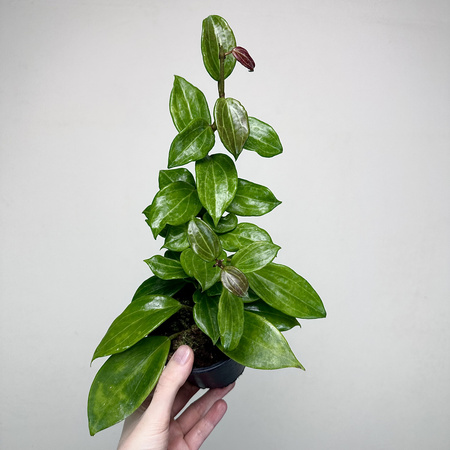 Hoya Merrillii Hoja P11