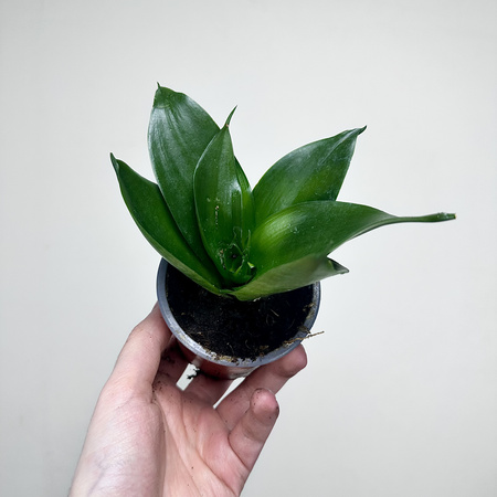 Sansewieria gwinejska Hahnii Black Sansevieria trifasciata P9